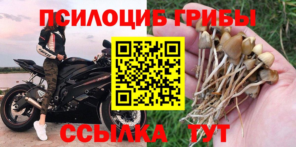 Псилоцибиновые грибы Cubensis Дмитров